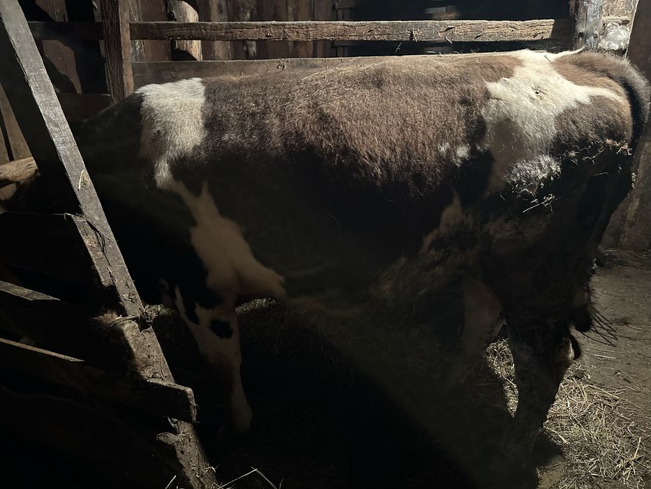 Продам Быка