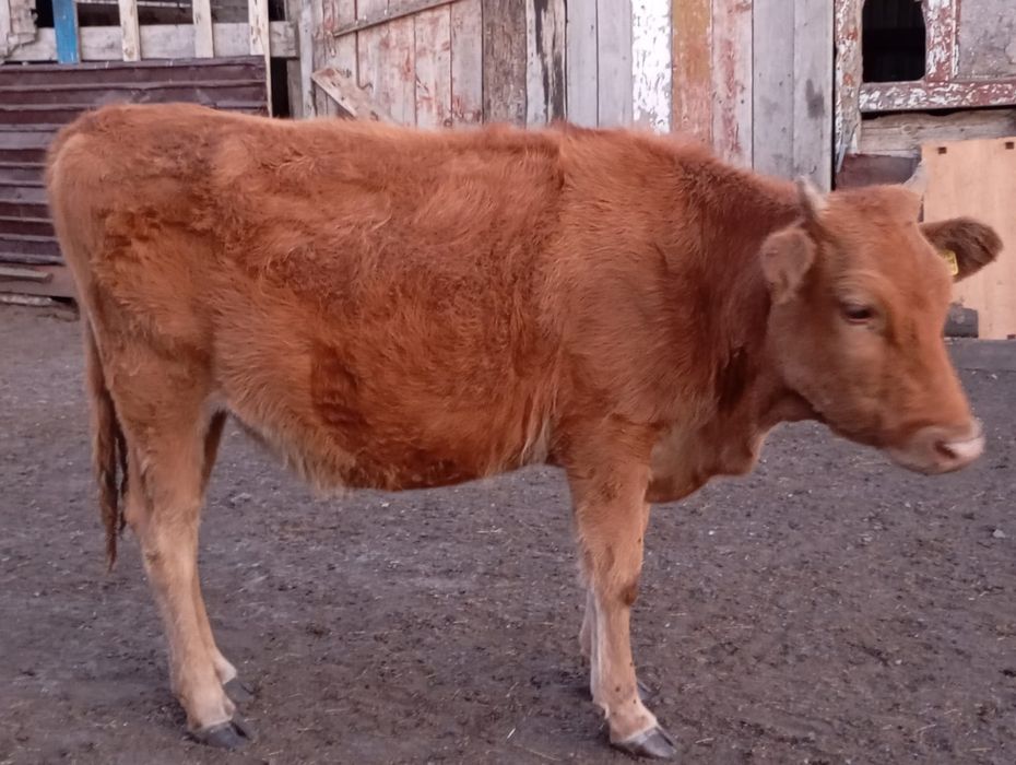 Құнажын сатылады