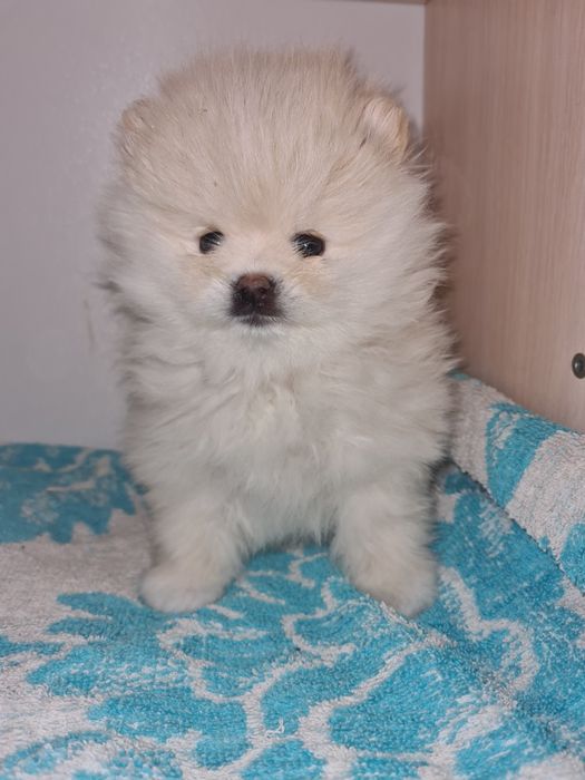 Продам щенка шпица.