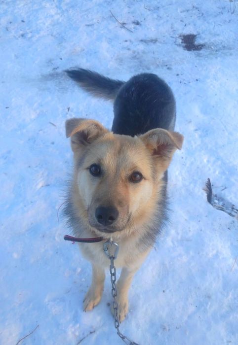 Щенок подросток в добрые руки