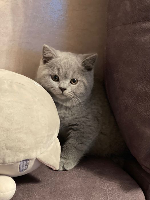 Британские котята