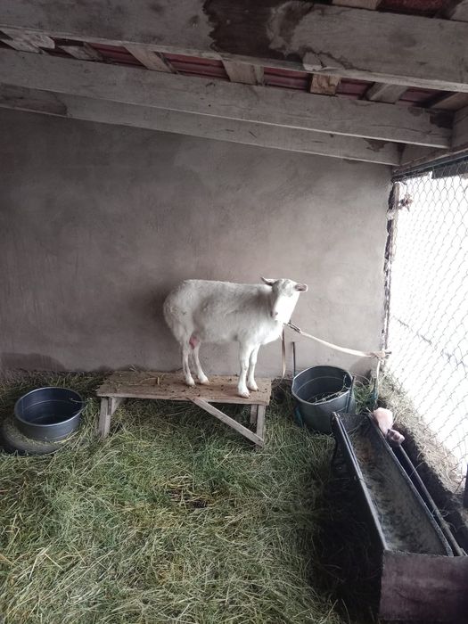 Заанен тұқымды сүтті ешкі ешки