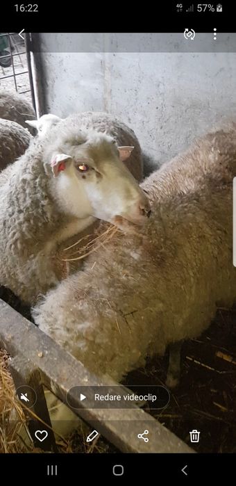 4 oi schimba stăpînul