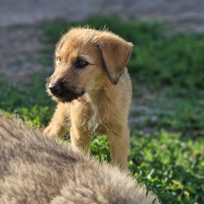 Отдам щенят девочки