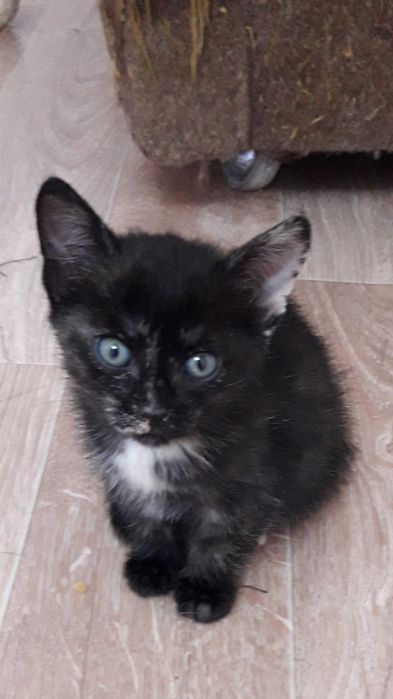 Трехцветка девочка красивая