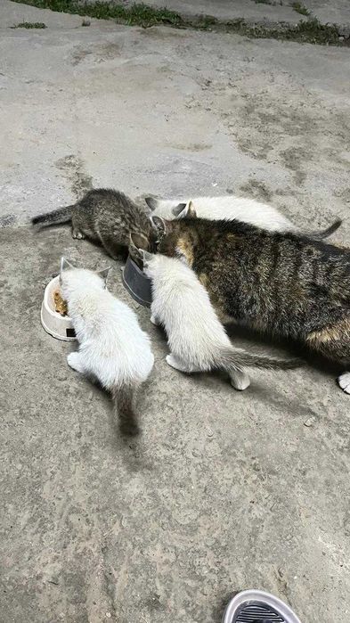 Кошка я котятами