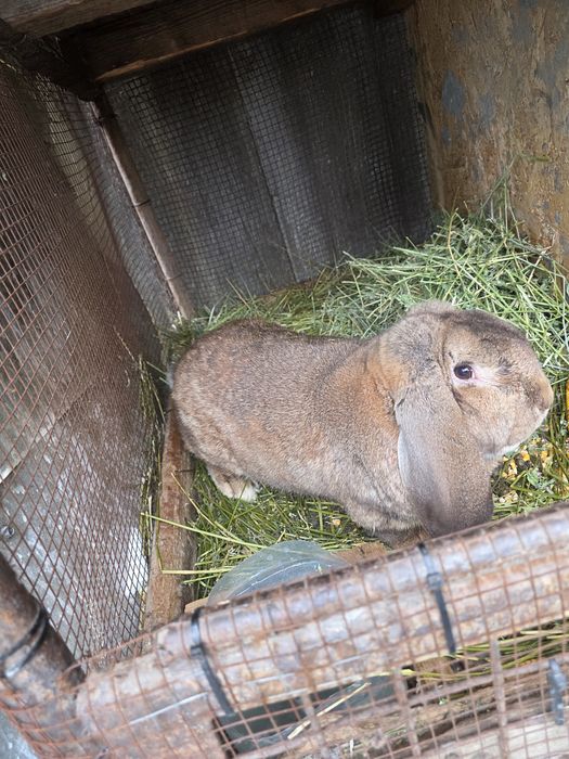 Iepuroi berbec german de monta