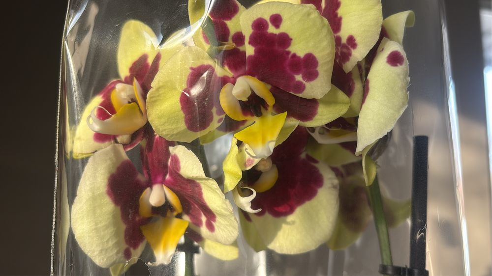 Орхидеи! Орхидея!