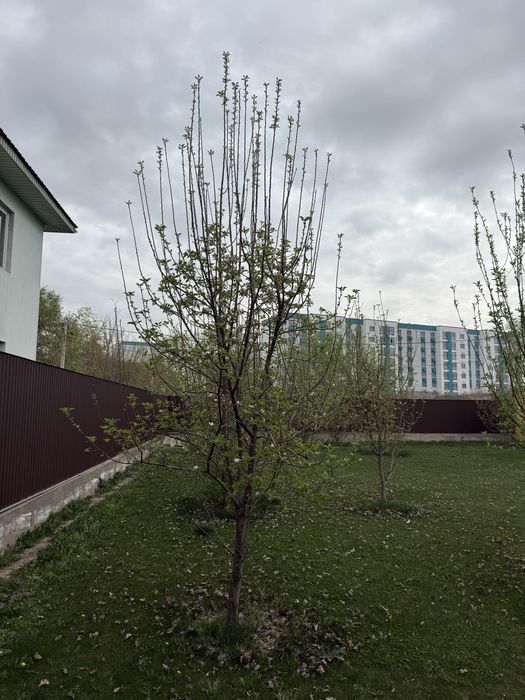 Продам туи, елки, яблони