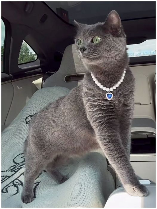 Ошейник с подвеской для кошки , собачки маленькой породы.