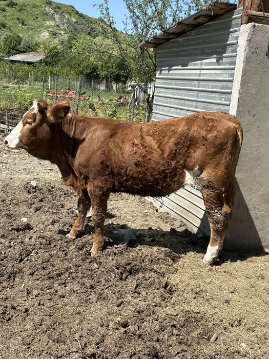 Vând juncă bălțată românească