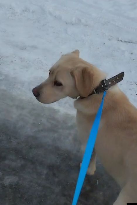 Продам Лабрадора летривер.