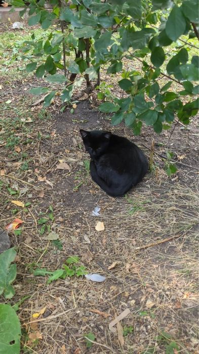 Котята ищут дом