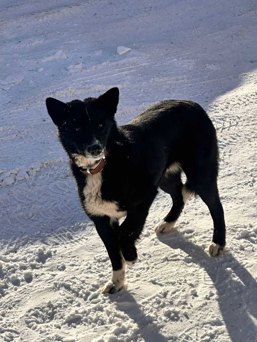 Пристраивается пес Рекс