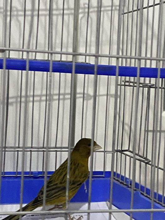 Канарейка самец (нар)