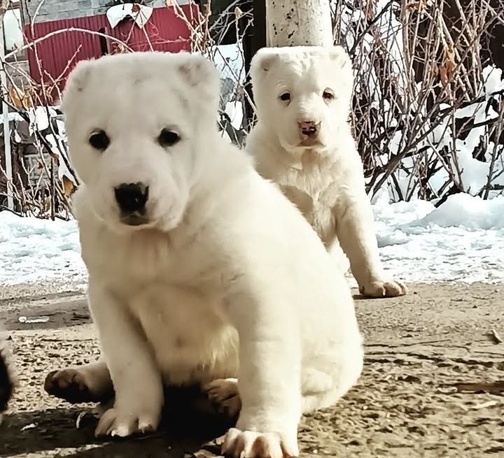Щенки САО Алабай