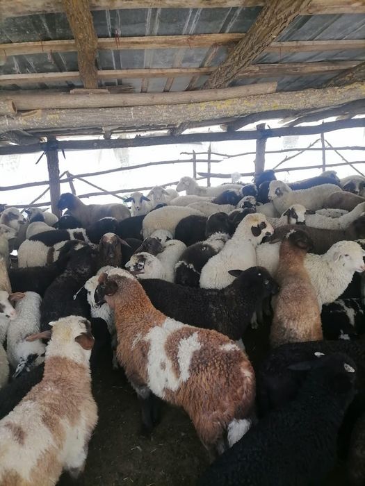 Vand miei paste pentru sacrificare