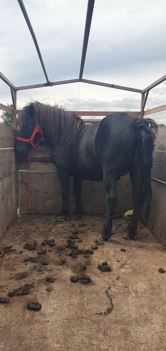 De vanzare ponei si caruta