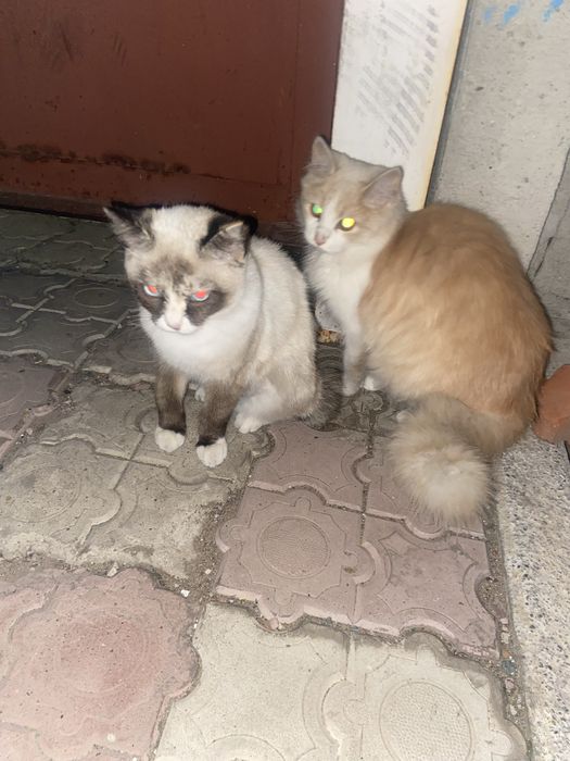 Отдам котят в хорошие руки