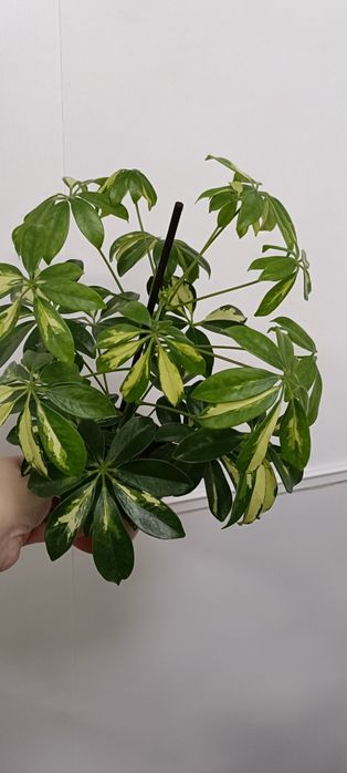 Шефлера:7500 тенге