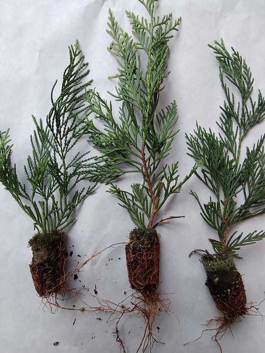 Кипарис Лейланди, Cupressocyparis leylandii, в мултипалети.