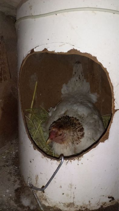 Куланги Курк товукла