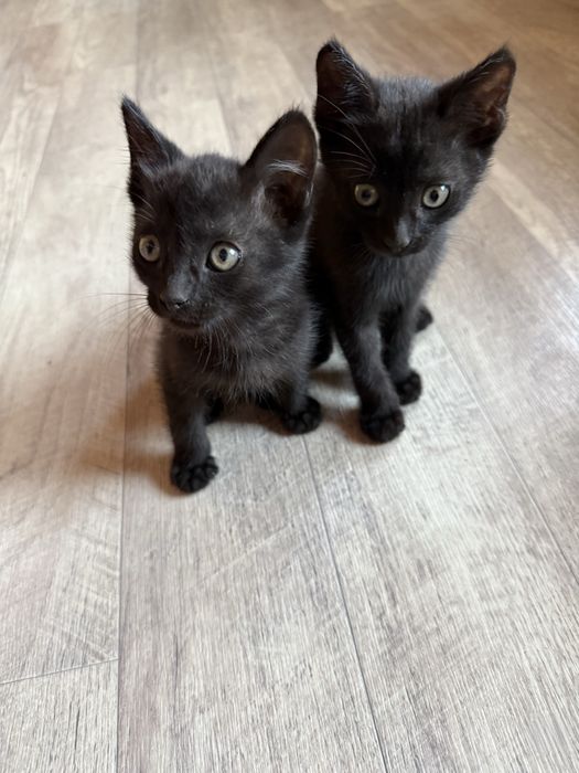 Отдам котят в добрые руки