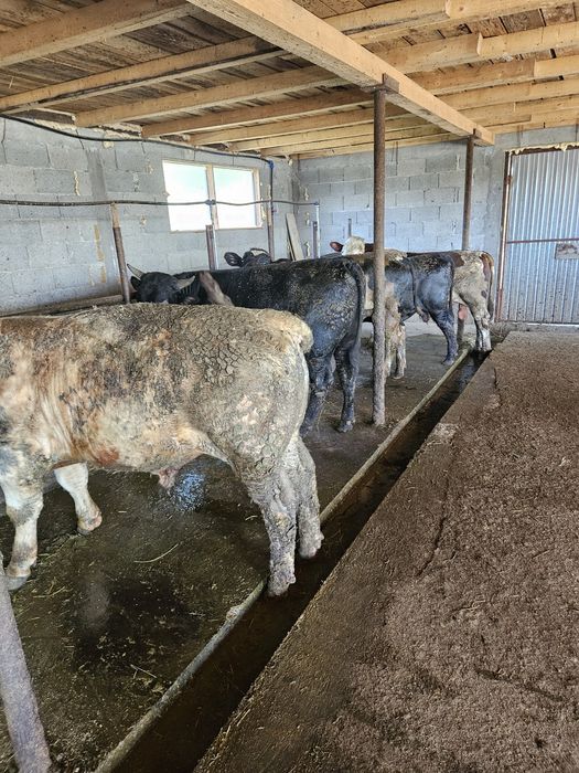 Vand vitei greutate 350kg