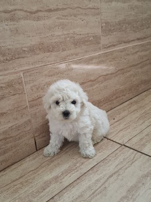 Bichon  Maltez 8 săptămâni !