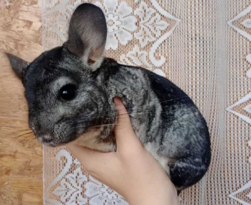 Veverițe chinchila pereche fată și băiat caută altă casă