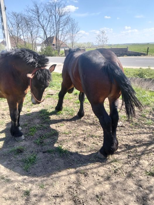 Mânji armăsari de 2 ani