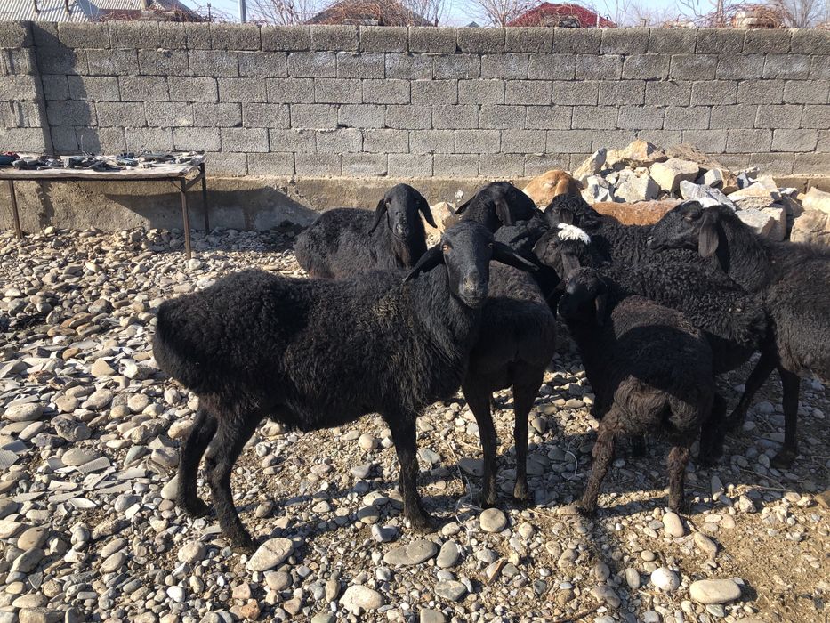 Қозылы қой сатылады