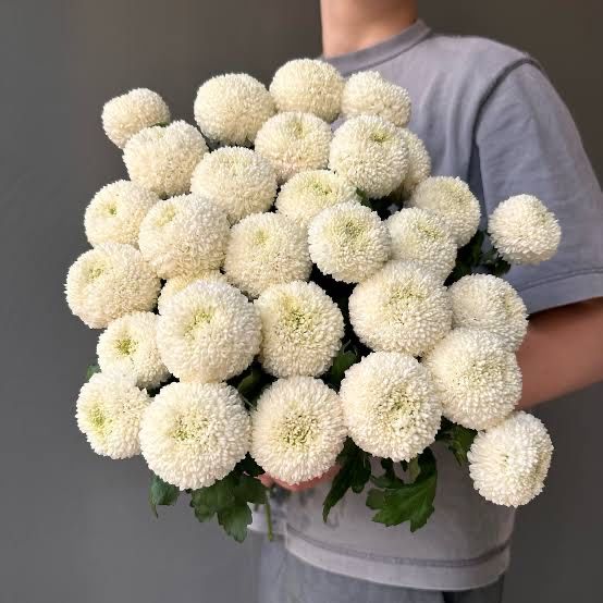 Цветы Момока (Рафаэлло)