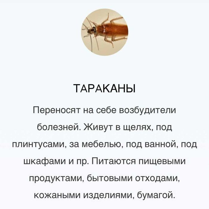 Дезинфекция | Дизенфекция | Дизинфекция клопов тараканов от блох змей