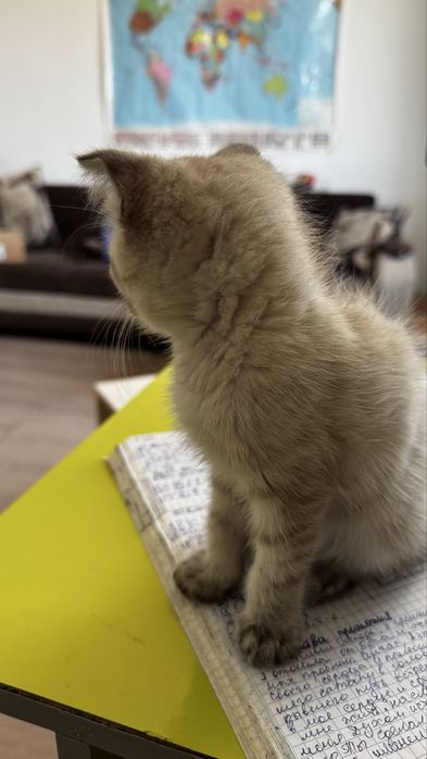 Котята Бесплатно