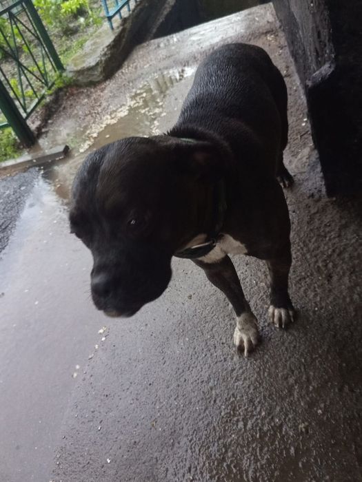 Найдена собака помесь