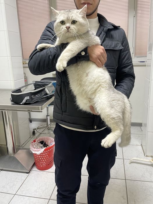 Вязка Premium class насил олиш учун тоза зот Британский Ny11