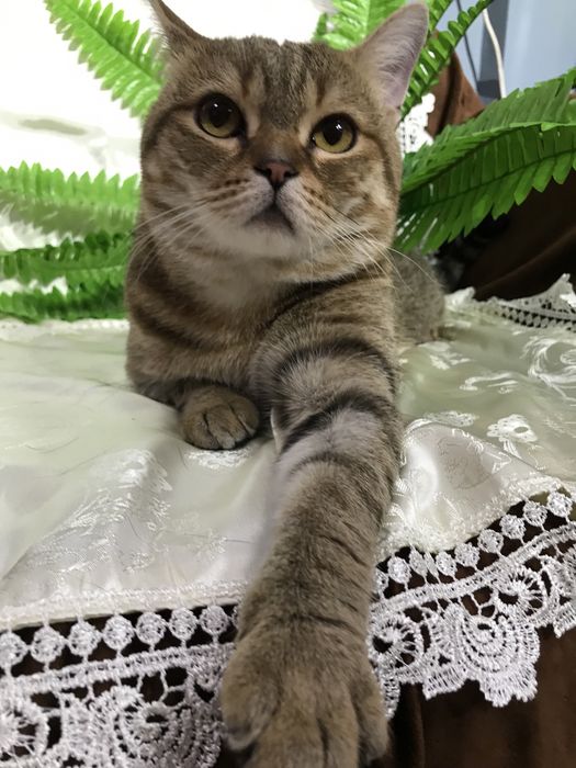 Котик ищет семью