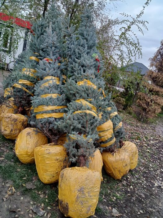 Голубые елки формированные