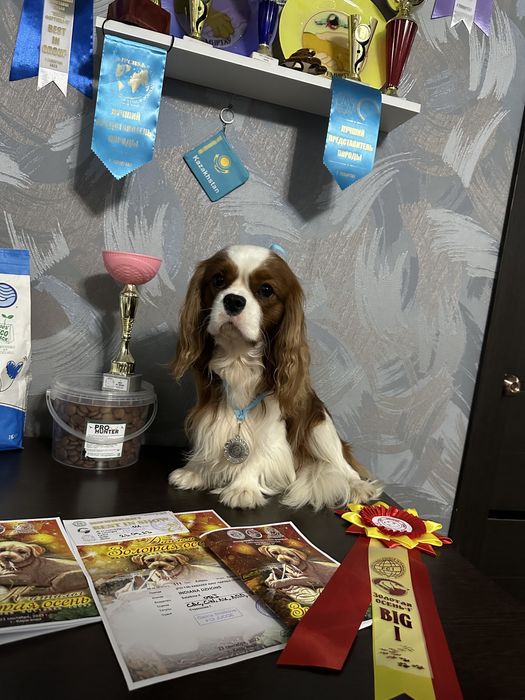 Вязка Кавалер кинг-чарльз