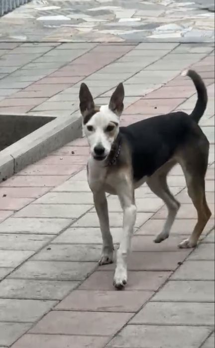 Ищем дом для спасённой Альфы!