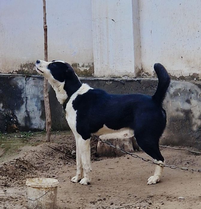 Собака   собака ит ит