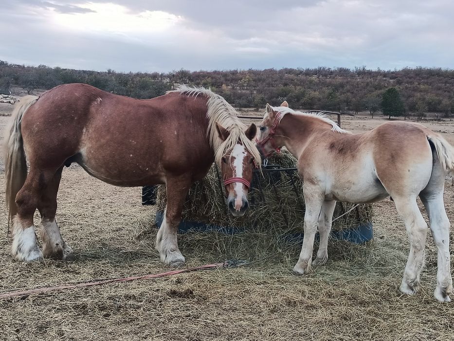 Iapă grea cu mânz de vânzare