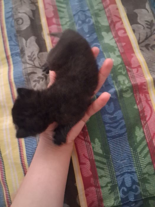 Отдам котят в добрые руки