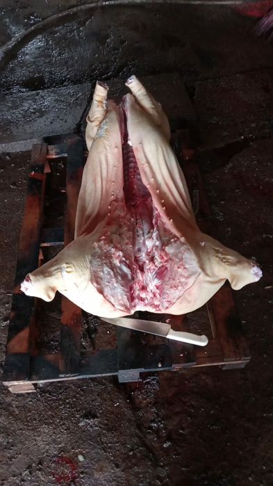 Мясо свинина оптом