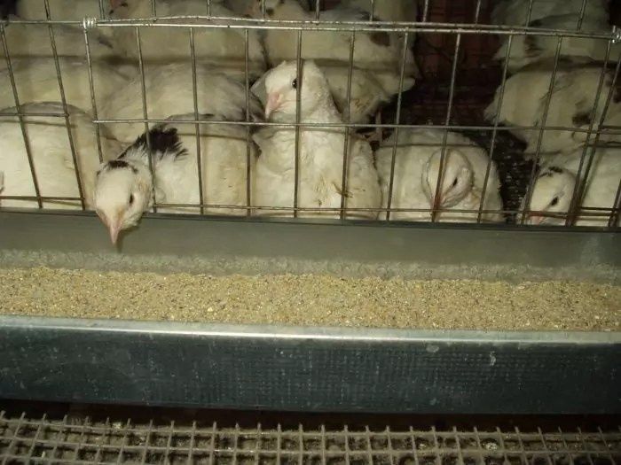 Клетки для перепелов. Бөденеге клетка