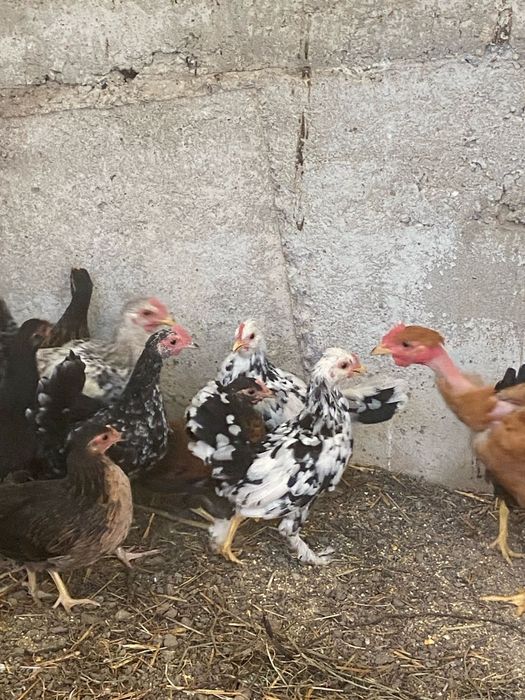 Gaini pitice de vanzare