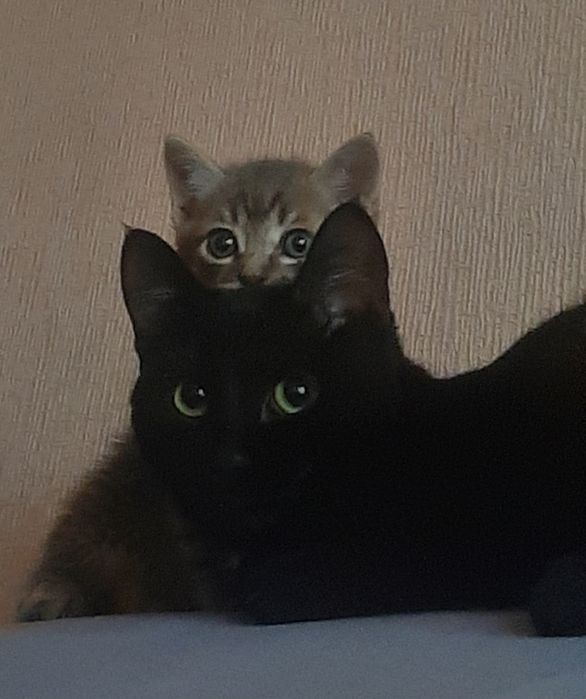 Красивый котенок мальчик