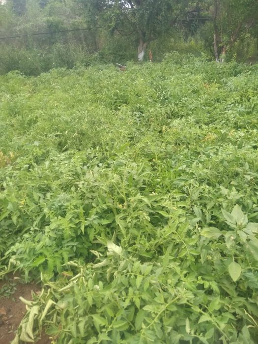 Дача в ТЭЦ 1 в хорошем состоянии