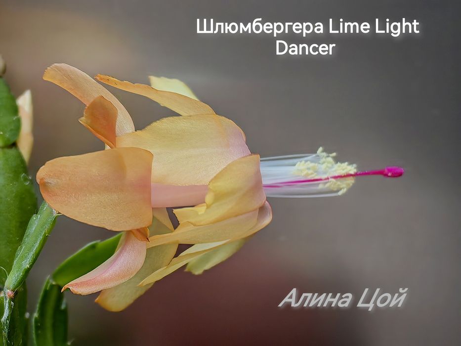 Сортовая шлюмбергера (декабрист) Lime Lihgt Dancer